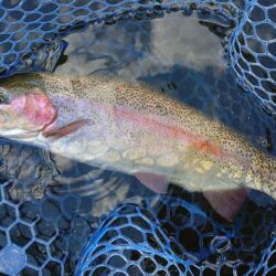 初釣り ～岡崎トラウトポンド～